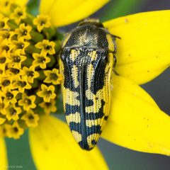 Acmaeodera amplicollis