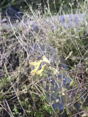 author not stated, no rights reserved Corydalis balansae, photograph author not stated, no rights reserved