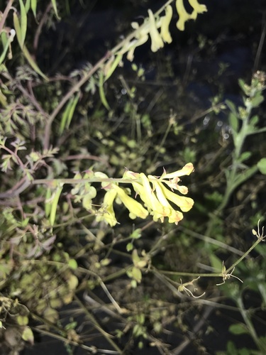 Corydalis balansae, photograph 4