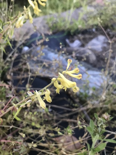 Corydalis balansae, photograph 6