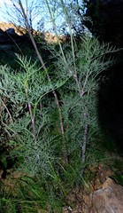 Notobubon tenuifolium