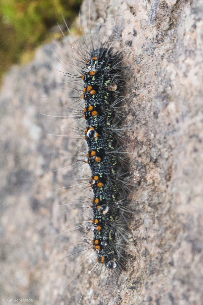 Inopsis modulata