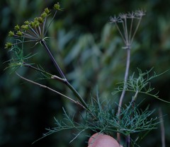 Notobubon tenuifolium