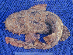 Banded Wobbegong photo 4