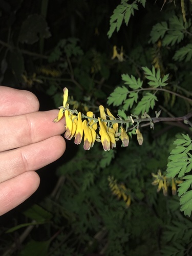 Japan Fernleaf Corydalis (Corydalis heterocarpa)