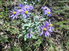 Aster amellus