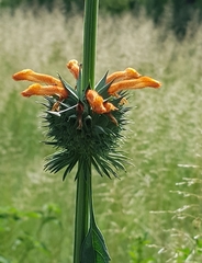 Leonotis nepetifolia nepetifolia