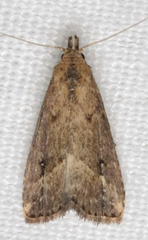 Schrankia macula