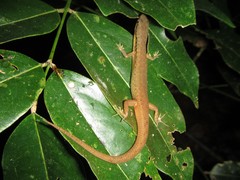 Saproscincus basiliscus