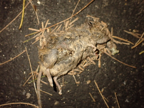 Mus musculus observed 2025-05-22