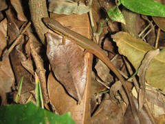 Saproscincus basiliscus