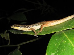 Saproscincus basiliscus