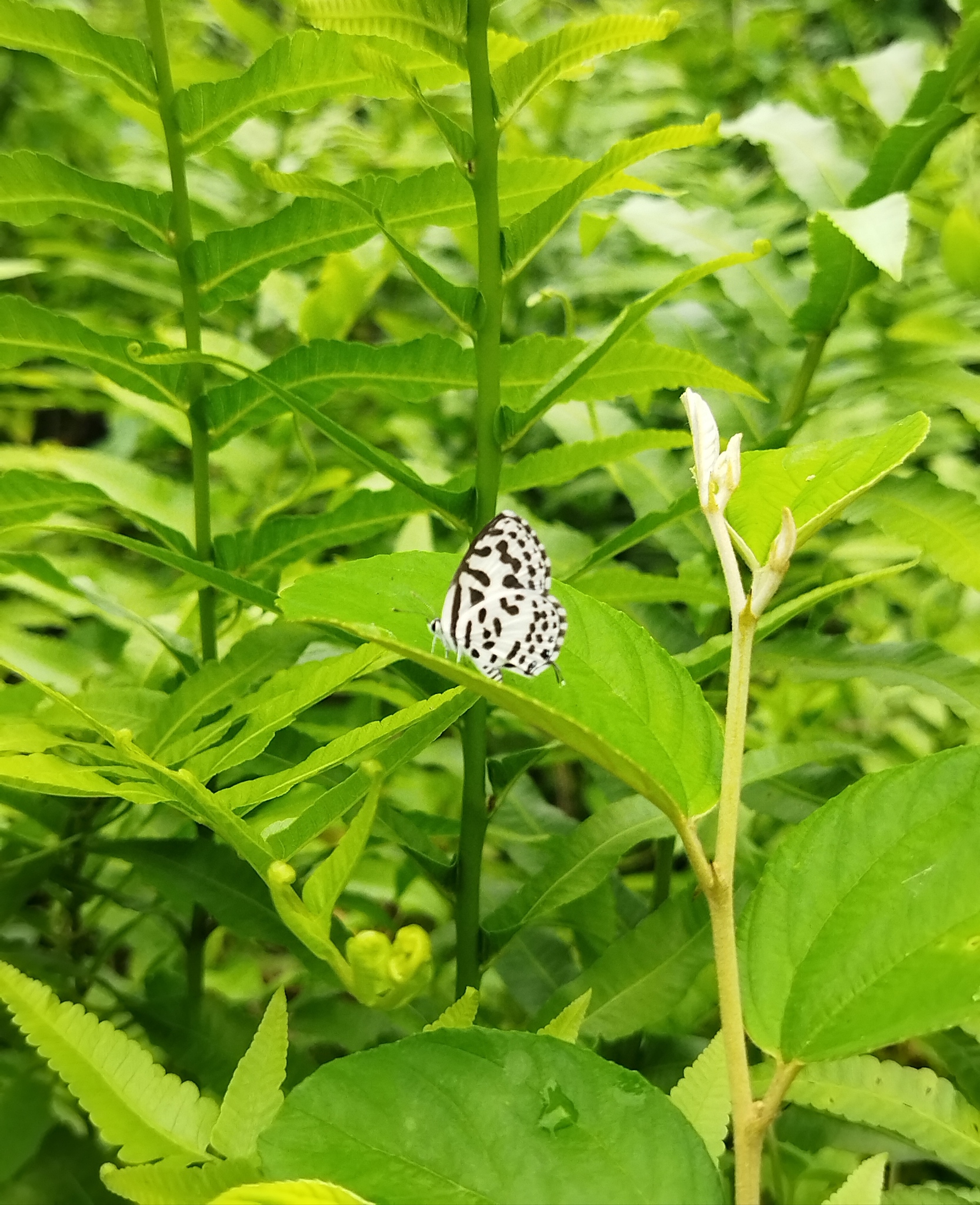 Common Pierrot