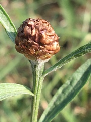 Centaurea jacea