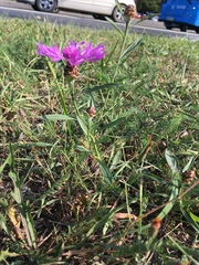Centaurea jacea