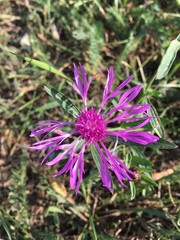 Centaurea jacea