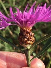 Centaurea jacea