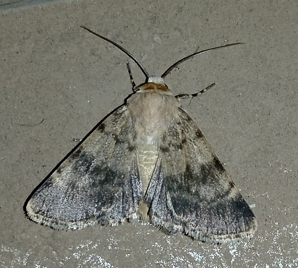 Dichagyris umbrifera