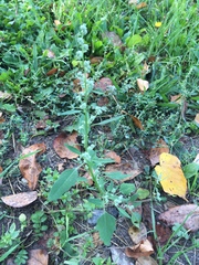 Chenopodium album