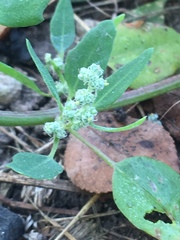 Chenopodium album