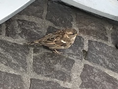 Passer domesticus