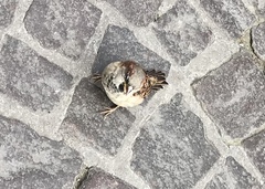 Passer domesticus
