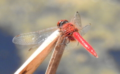 Aethriamanta circumsignata