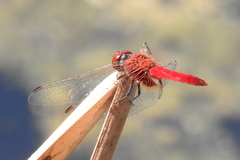 Aethriamanta circumsignata