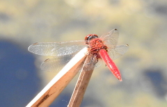 Aethriamanta circumsignata