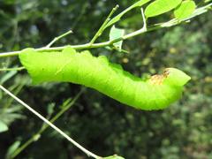 Clanis bilineata