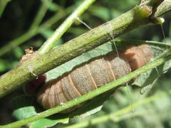 Clanis bilineata