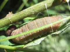 Clanis bilineata