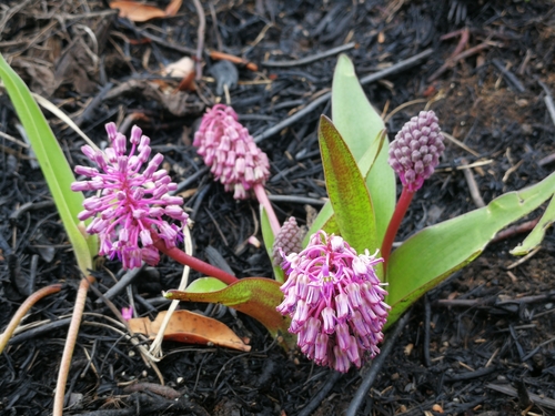 Ledebouria cooperi image