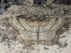 Polymixinia appositaria