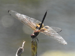 Rhyothemis phyllis beatricis