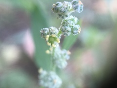 Chenopodium album