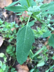 Chenopodium album
