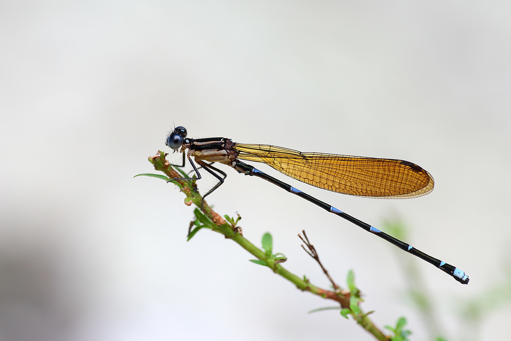 Argia croceipennis