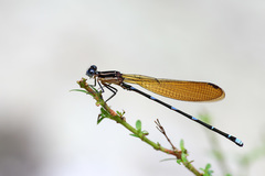 Argia croceipennis