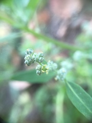 Chenopodium album