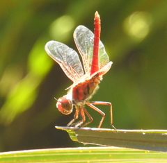 Urothemis aliena