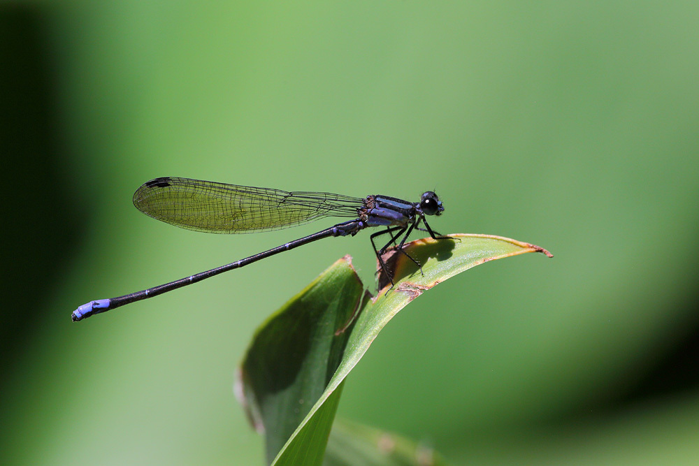 Argia modesta