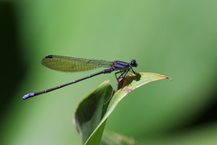 Argia modesta