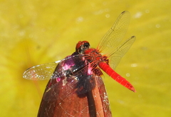 Aethriamanta circumsignata