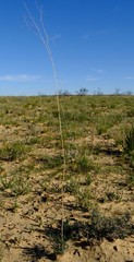 Chamarea capensis