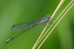 Argia lilacina