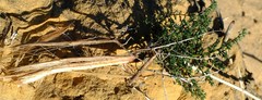 Chamarea capensis