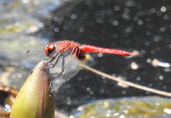 Aethriamanta circumsignata