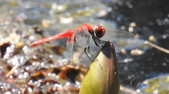 Aethriamanta circumsignata