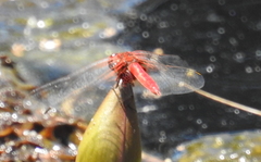 Aethriamanta circumsignata